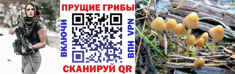 Псилоцибиновые грибы Psilocybine cubensis  KRAKEN как войти  Можга 